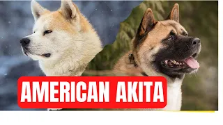 The origin of American Akitas!