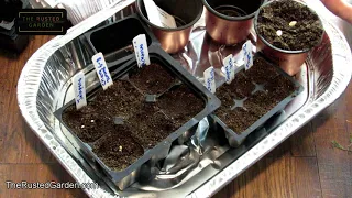 Small Scale Indoor Seed Starting - A Full Overview: Planting, Watering, Lights, Fertilizing & More