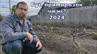 Був приморозок чи ні? 2024