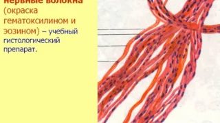 Нервная ткань-2. Видеолекция С.М.Зиматкин (10)