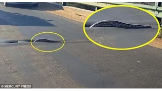 Huge PYTHON brings traffic to standstill as it crosses the road