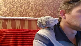 Parrot swears at owner  Parrot swears at dog