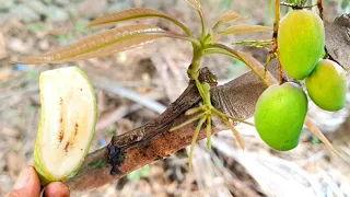 Amazing tricks for grafting mango tree