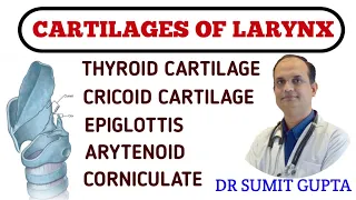 LARYNX: CARTILAGES | ANATOMY | TYPES |