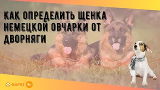 Как определить щенка немецкой овчарки от дворняги