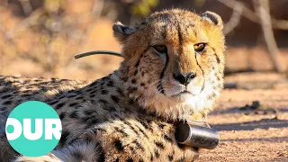 Saving Cheetahs in the Namibian Wilderness | Our World