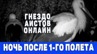 НОЧЬв ГНЕЗДЕ АИСТОВ  24-25 июля   2021 с  21-35