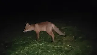 Лисята бегают рядом со мной