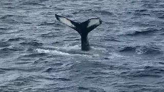 VIDEO: Whale watching with Boston Harbor City Cruises