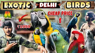 Cheap Price Exotic Birds in Delhi🔥| Buy Hand Tamed Exotic Birds in Cheap Price 😱|