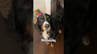 My Dog Tells Me Good Morning Every Single Day | #bernesemountaindog #cutedog #dogvideo