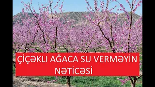 Çiçək vaxtı ağaca su verməyin nəticəsi.Belə bir nəticə gözləmirdim. Hissə 2