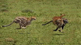 Very Amazing Baboon Chasing Cheetah To Save Impala | Cheetah Hunting Fail very angry