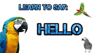 Teach your Parrot to say Hello! - Parrot Talk