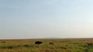 Lone buffalo vs the Marsh pride