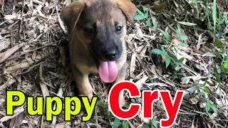 Two abandoned puppies burst into tears after being rescued