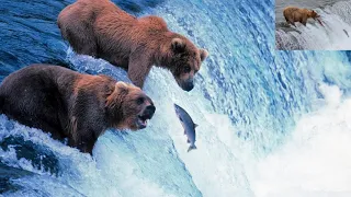 Grizzly Bears Catching Salmon | Nature's Great Events | United state in Alaska | Zoo Animal