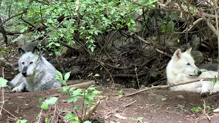 Two Wolves Howl, But One Is Super Lazy