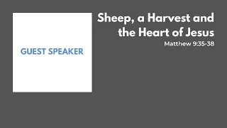 Sheep, a Harvest and the Heart of Jesus (Matthew 9:35-38)