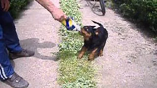 Rottweiler puppy attack ( INA Lesco-rott )