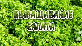 Выращивание салата. Как на этом заработать!?