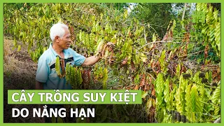 Cây trồng suy kiệt do nắng hạn | VTC16