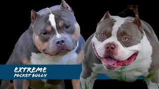 The Extreme Pocket Bully - Top Studs 2022 - ABKC Ch Homicide & King Koopa