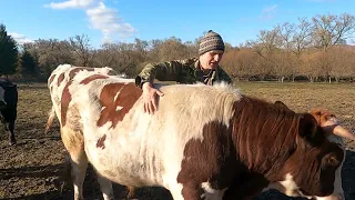 Большие быки растут как на дрожжах