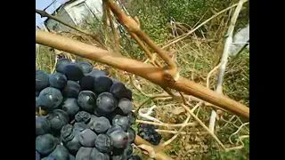 Обрезка винограда в Сибири
