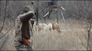 WARNING: VIOLENT & GRAPHIC CONTENT | Ram Stalk | Bow Kill | Team All Out Hunting