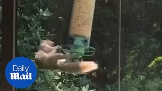 Hilarious moment squirrel clings to spinning bird feeder