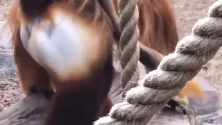 Langur monkeys grieve over fake monkey  Spy in the Wild