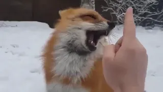Cat Soul  & Dog Nature = Fox
