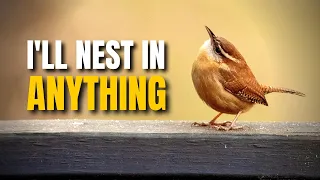 A Small Likable Big Personality Bird The Carolina Wren @BirdsWalkingDown