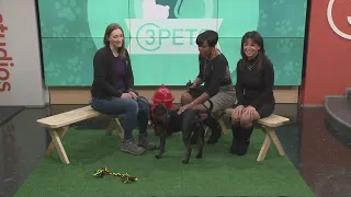 Ready Pet GO! Cleveland Animal Protective League visits 3News