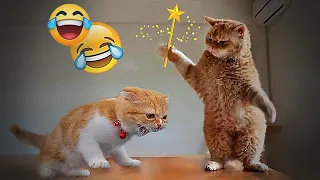 🤣🐱 So Funny! Funniest Cats and Dogs 2024 🐈😹 New Funny Animals 2024 #8