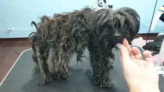 Rescuing A Blind And Neglected Dog