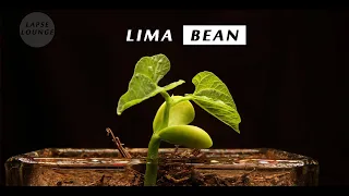 Lima Bean Sprouting and Growth over 14 Days - Time Lapse