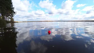 ЩУКА НА ДЕНЬ РОЖДЕНИЯ ВНУЧКЕ! РЫБАЛКА С ЖИВЦОМ НА ЩУКУ! МЕЛОЧЬ ПРЫГАЕТ В РАССЫПНУЮ! БЕЛКА И ДЯТЛЫ!