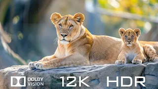 Dolby Vision 12K HDR 120fps - Animal In Nature And Relaxing Piano Music