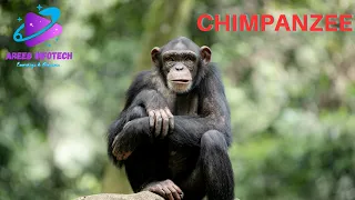 Chimps Set Up an Ambush for Monkeys | Areeb Infotech