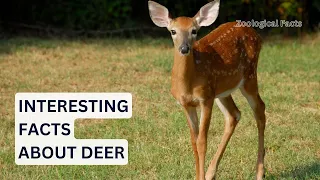 Amazing Facts About The Deer You Didn't Know! | Zoological Facts