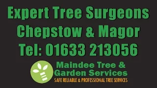 Tree Surgeon Chepstow