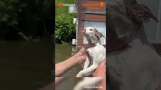 🟠Спасение кота от потопа в Херсонской области