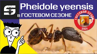 Муравьи Pheidole yeensis. В Гостевом сезоне - Scoreants