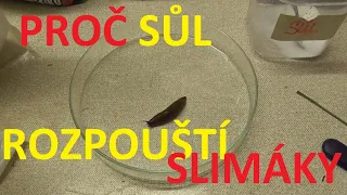 Proč sůl rozpouští slimáky ?