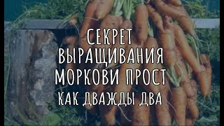 СЕКРЕТ ВЫРАЩИВАНИЯ МОРКОВИ ПРОСТ КАК ДВАЖДЫ ДВА