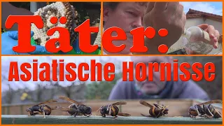 #7 | Imker-Existenz zerstört | Täter: Asiatische Hornisse | Fachmann entfernt Nest | Vespa velutina