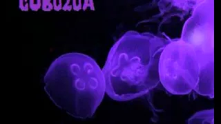 CUBOZOA  - CUBOZOA