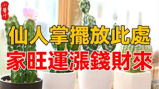 仙人掌擺放此處，家庭興旺、運勢高漲，錢財滾滾來！#生活小醬汁